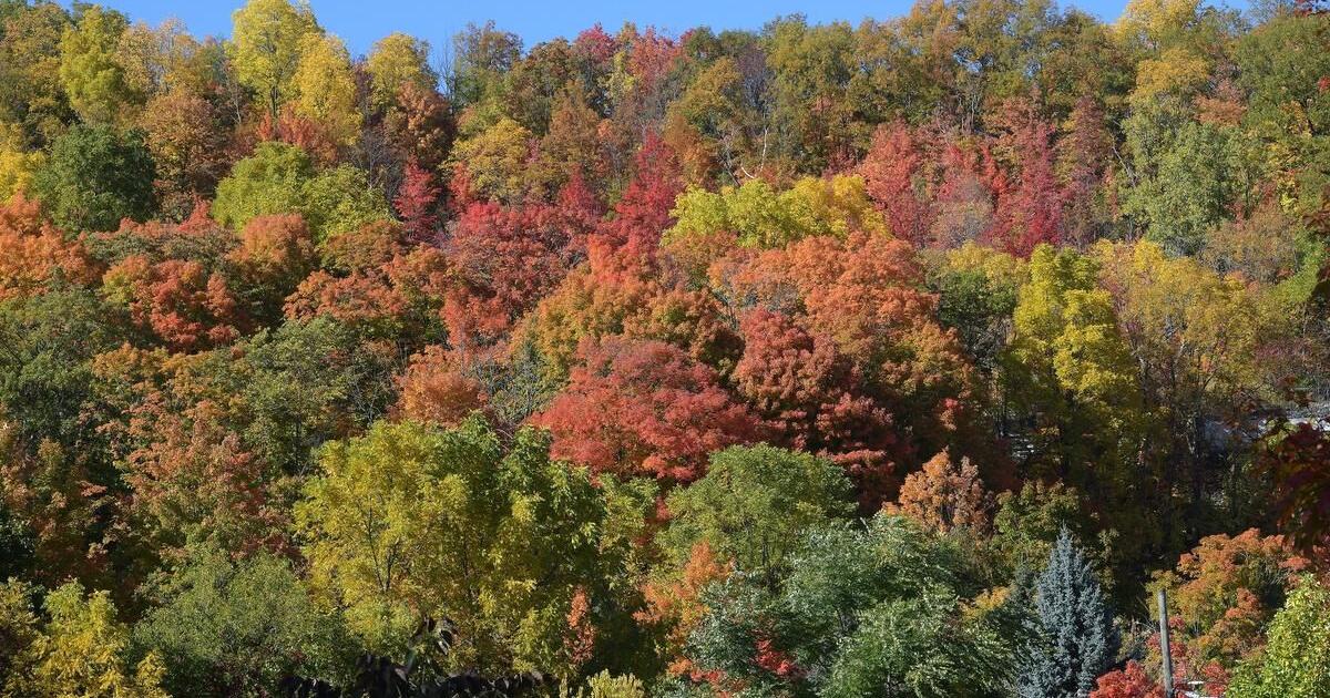 Fall foliage brightens up Hamilton