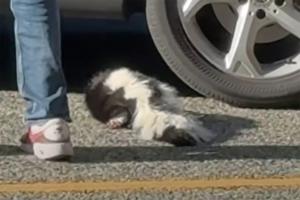 Video of contact with possibly rabid skunk in B.C. prompts health authority warning