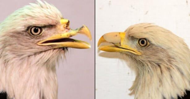 Dentist Builds New Beak For Bald Eagle dentist-builds-new-beak-for-bald-eagle