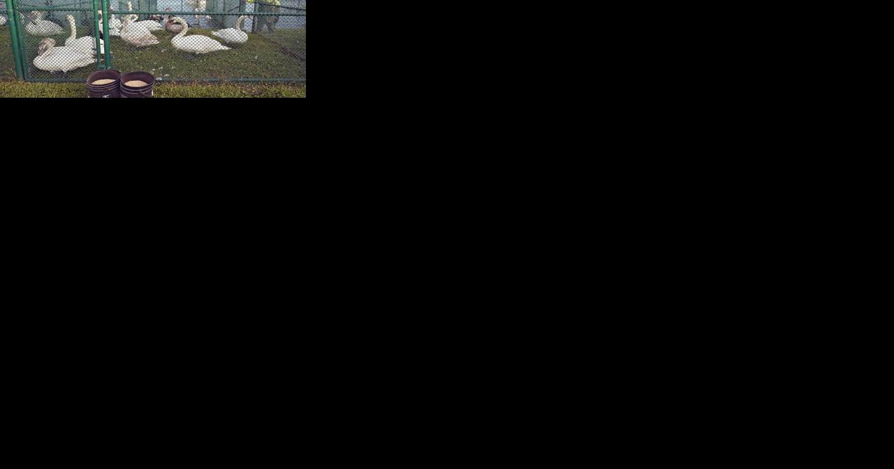 Swans in Florida that date to Queen Elizabeth II gift are rounded up for their annual physicals