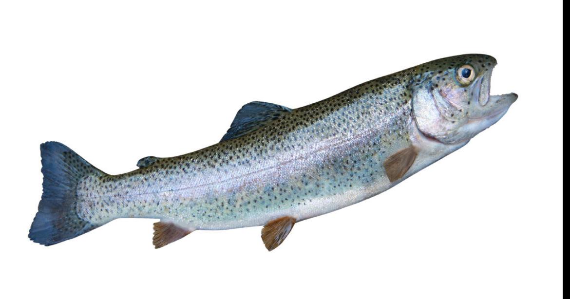 Toronto man nets 20day jail sentence for fishing violations