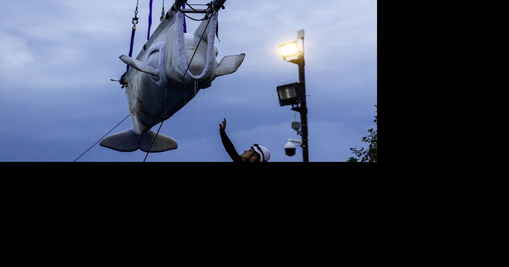 Two whales die in Chicago aquarium after moves, including one from Marineland
