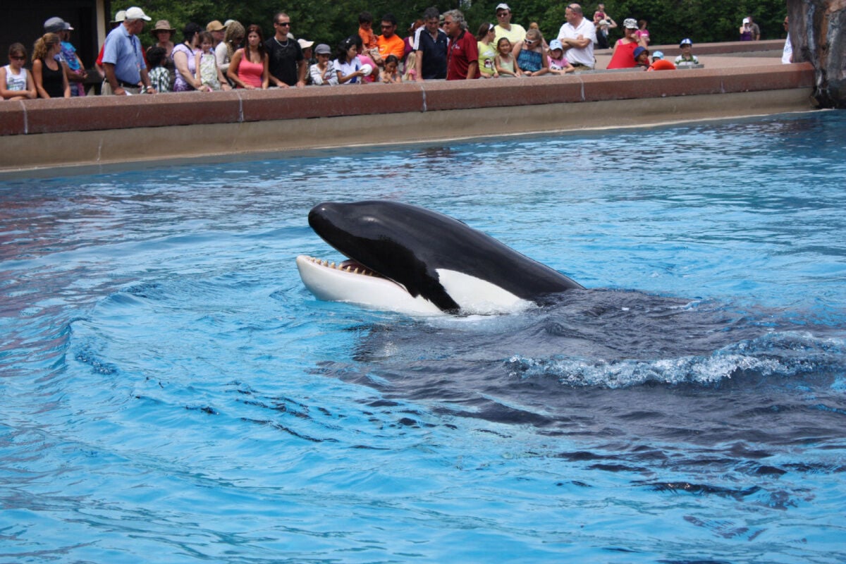 Custody of killer whale plays out in court photo