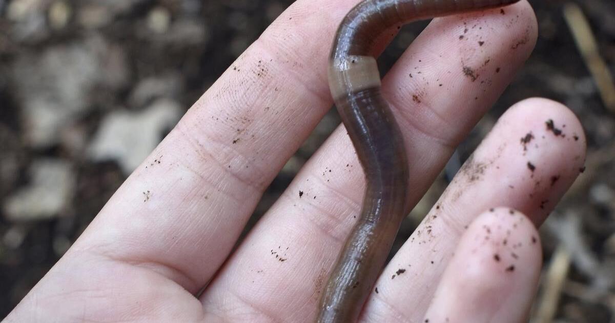 The next invasive garden threat? Jumping worms