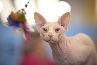 Cat-at-cat-show.JPG