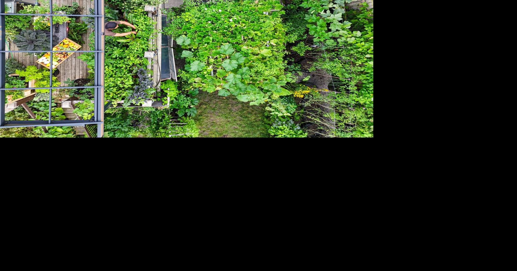This Toronto couple grows most of the vegetables they eat in their compact garden. Now, they're sharing their bounty