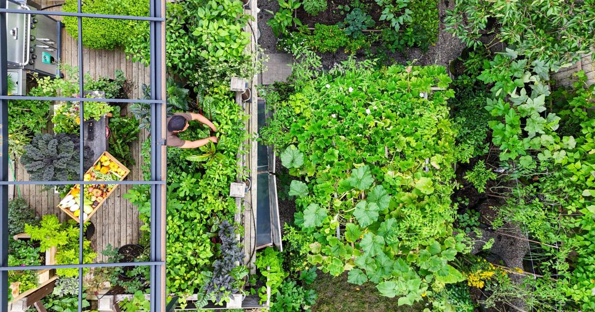 This Toronto couple grows most of the vegetables they eat in their compact garden. Now, they’re sharing their bounty