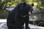 Conservation officers in B.C. remove metal stove pipe stuck on bear's head