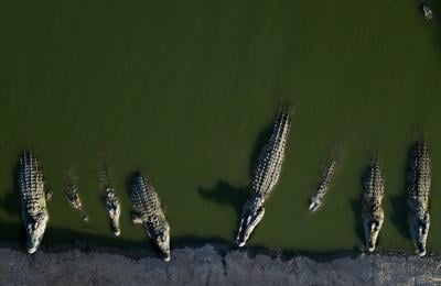 Israel euthanizes crocodiles after repeated escapes and inhumane treatment