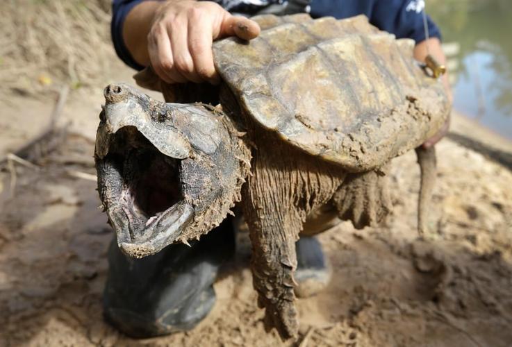 Two tiny turtles targeted in Alberta Fish and Wildlife search