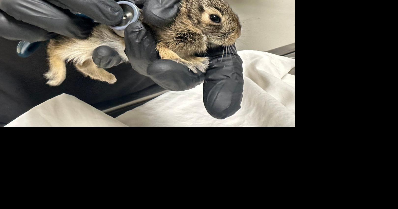 Did you find an animal nesting near your house? Here's what to do