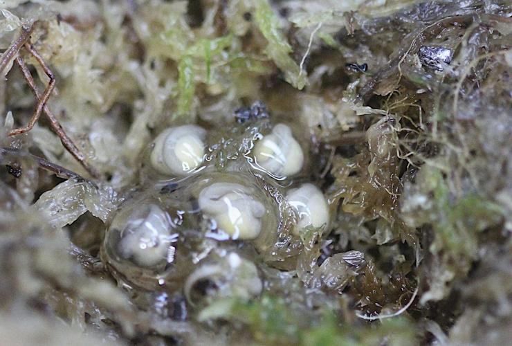 Scientists hope these tiny froglets can save their species
