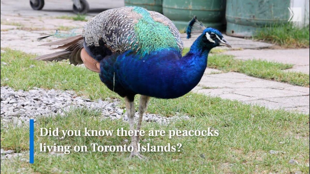 This secret Toronto peacock colony has thrived for decades