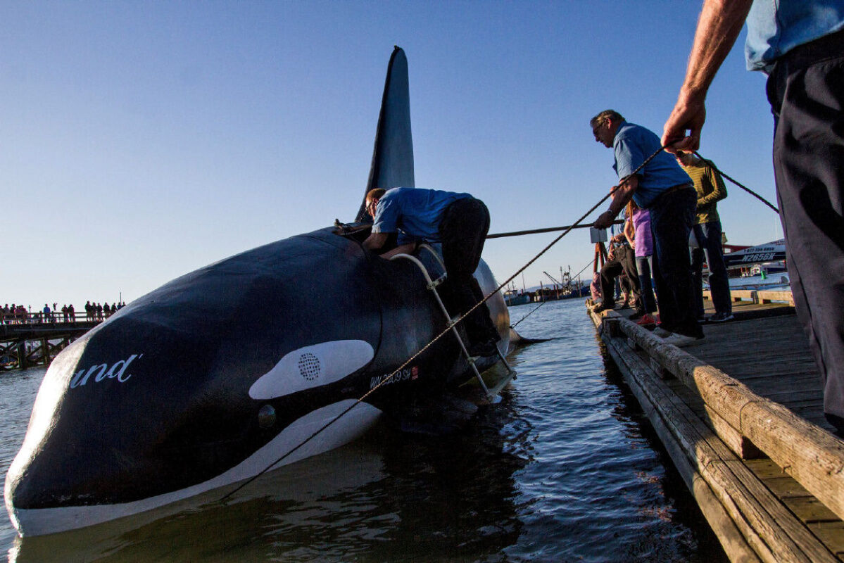Fake killer whale set to scare sealions – until it capsized