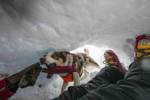 Zen the border collie teaches other dogs how to rescue people in Italy