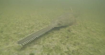 Sawfish