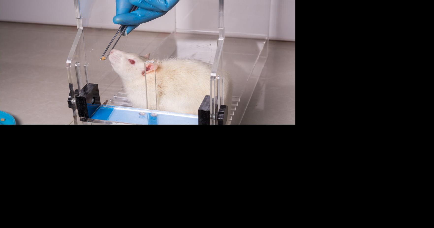 Animal testing isn't just cruel. It could be setting us back