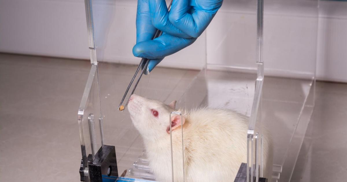 Open Arms Testing Rats Animal testing isn't just cruel. It could be setting us back