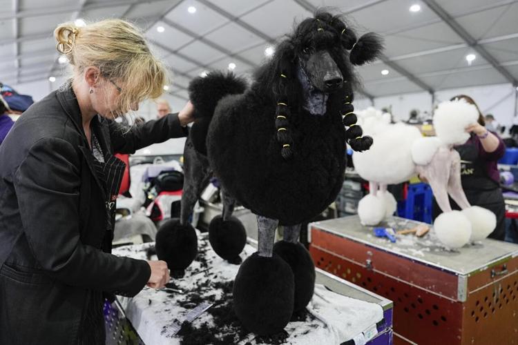 At Westminster dog show, a display of dogs and devotion