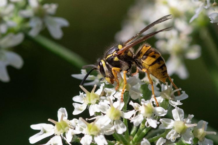 Wasp season.JPG