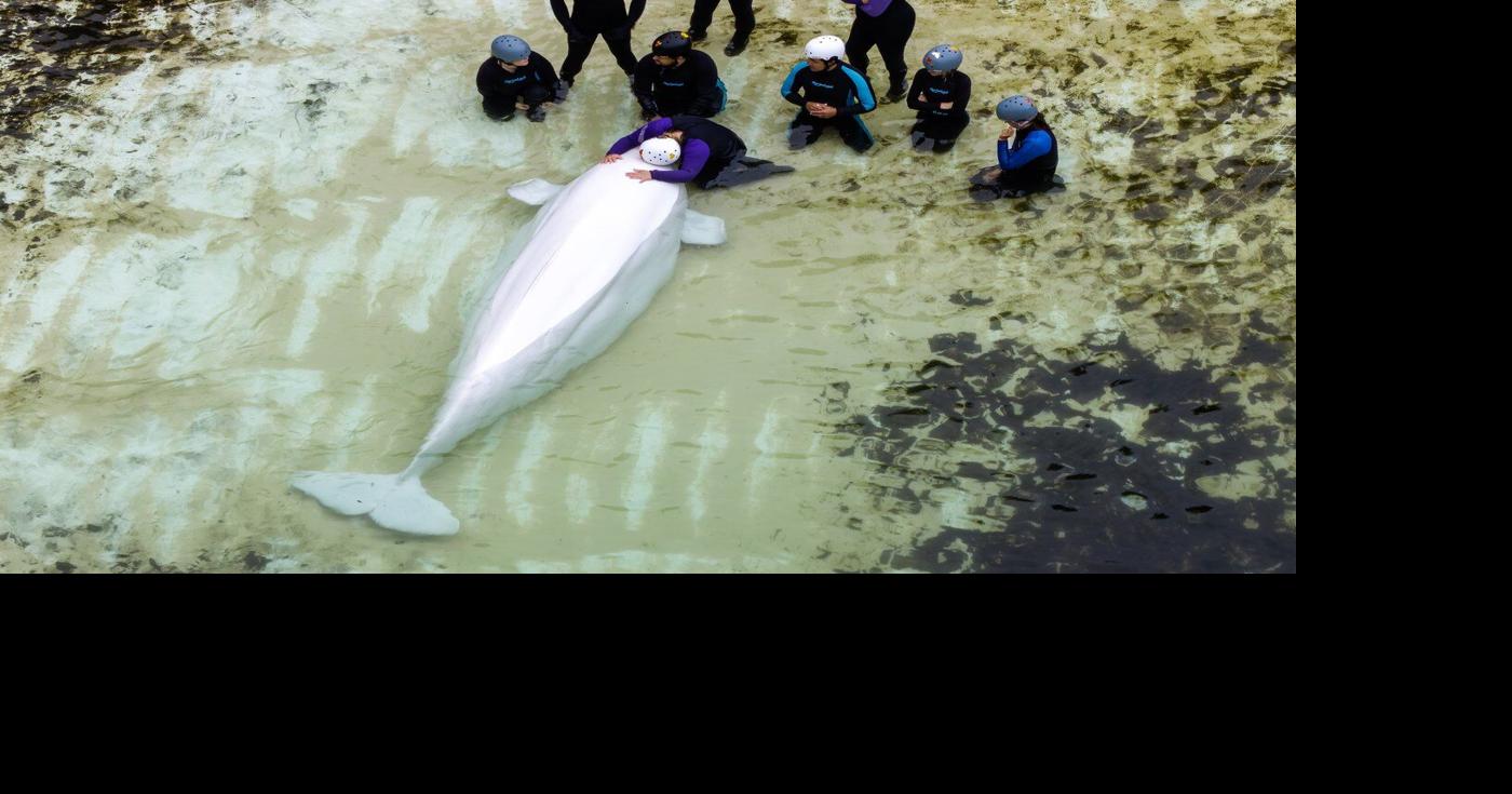 Chicago aquarium shares health update on Marineland belugas after whale deaths