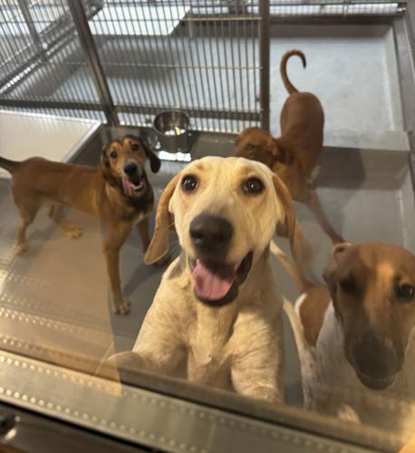 Dogs, research.JPG