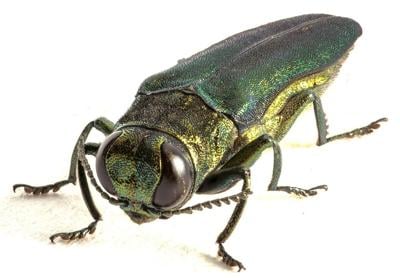 _1_ash_borer_2