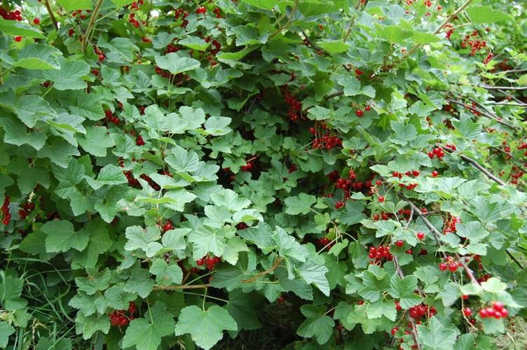 If fences make good neighbours, a fruitbearing hedge can make even