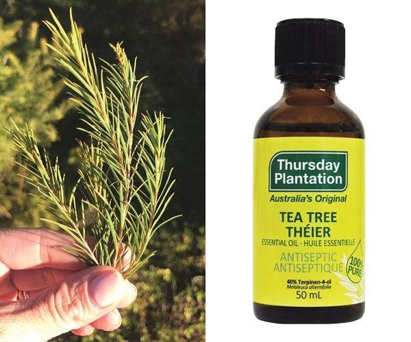 Tea Tree Oil is actually different - The Statesman