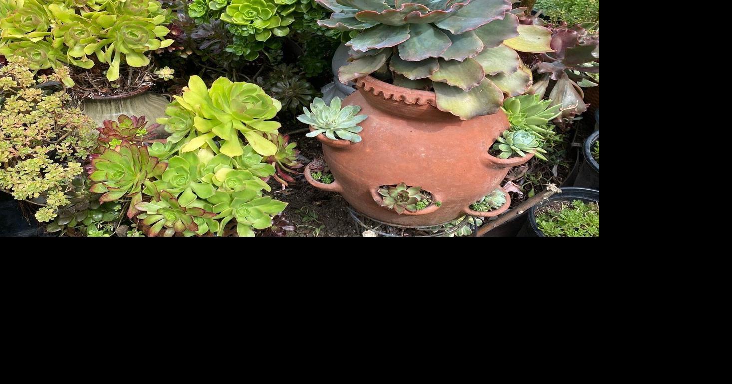 Strawberry pots aren't just for the fruit. Its 'windows' make for striking, efficient displays