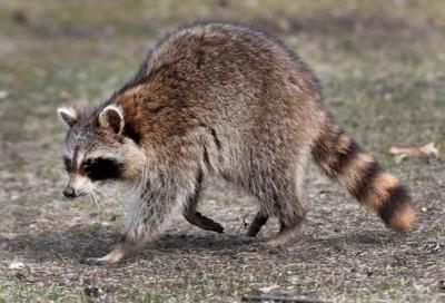 raccoon