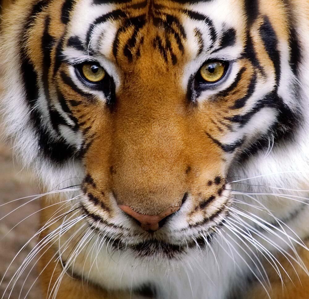 China s Year of the endangered Tiger