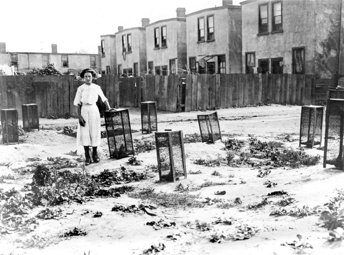 Beatrice White the girl who killed half a million flies for Toronto