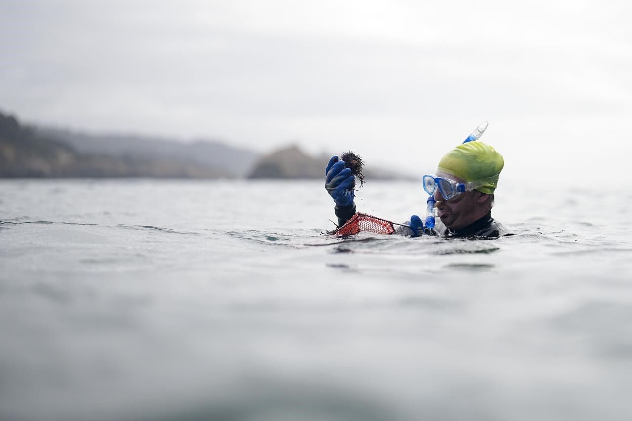 From Urchin Crushing To Lab-grown Kelp, Efforts To Save California's ...