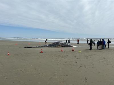 Grey whale washes ashore near Tofino, B.C. Cause of death unknown