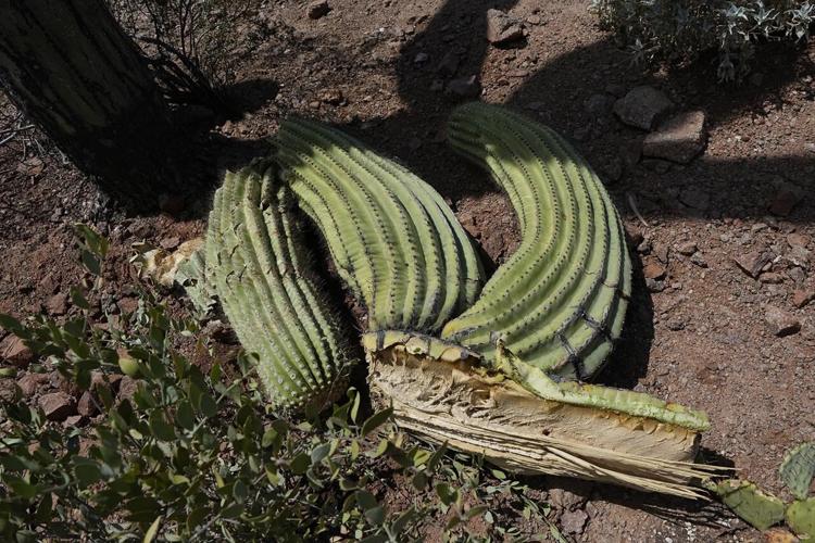 The extreme heat in Phoenix is withering some of its famed saguaro ...