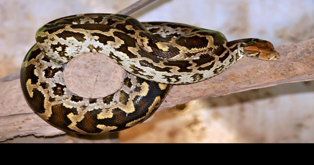 Indonesian woman’s body found inside swollen body of seven-metre-long ...