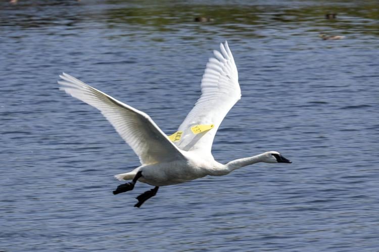 mango-swan.JPG
