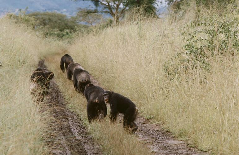 WEB Uganda, Chimps-1 CREDIT Volcanoes Safaris.jpg