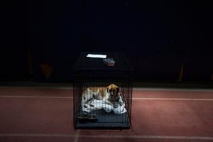 Wildfire near Athens leaves rescuers scrambling to reunite hundreds of animals