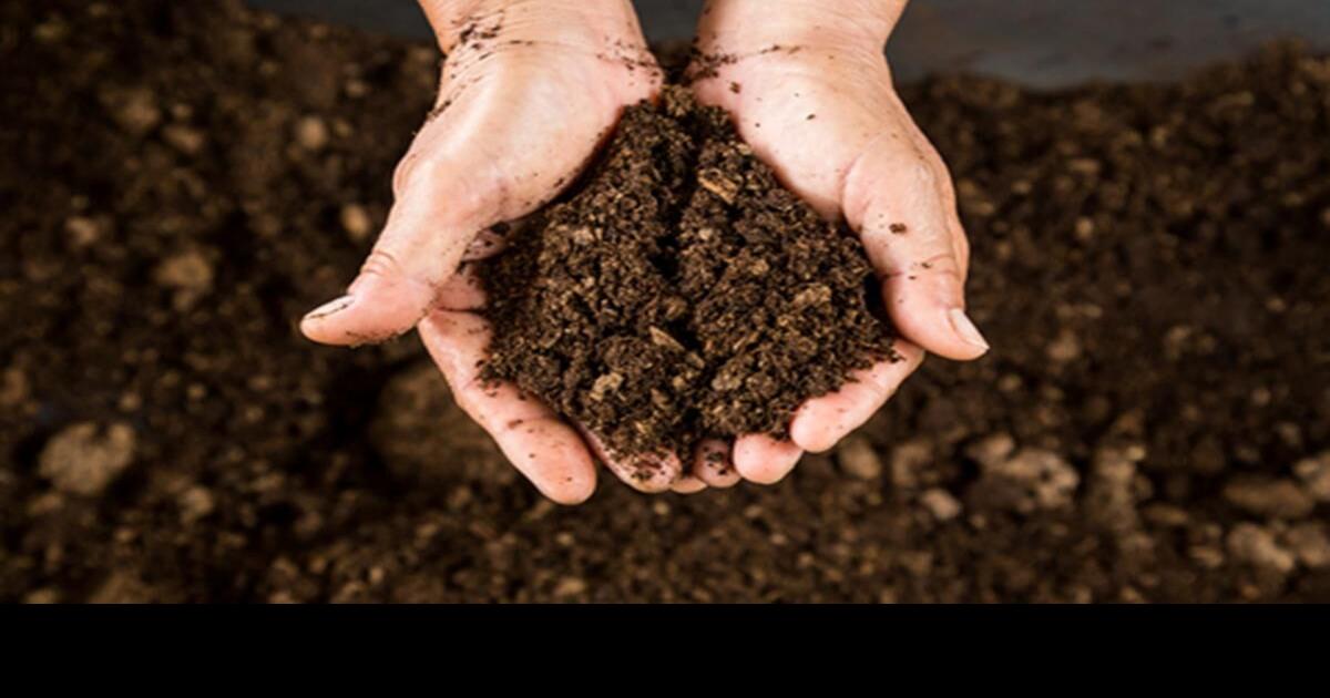 Peat moss vs. mulch Which is better for top dressing soil in the garden?