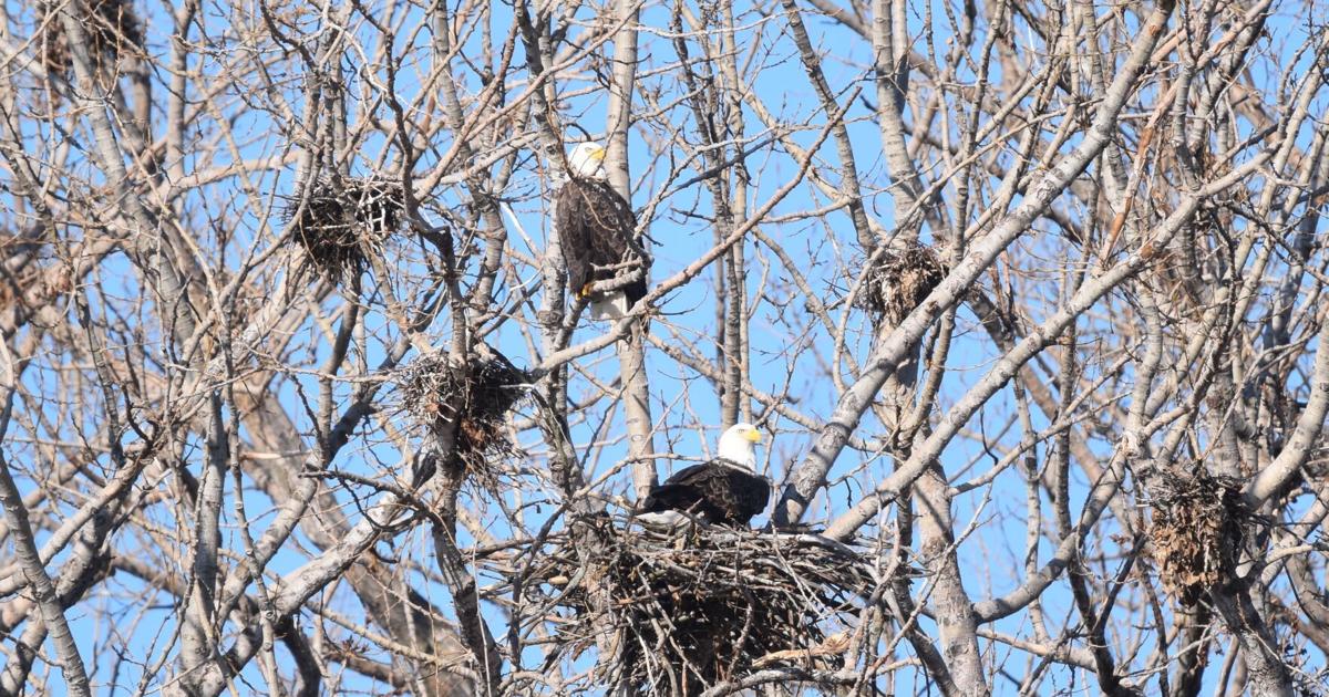 'Disturbance' near Toronto's first bald eagles’ nest by conservation crews has birdwatchers sounding the alarm