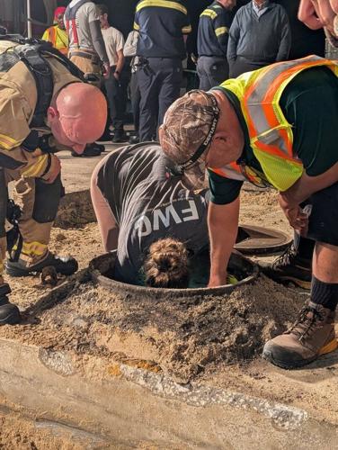 A 410-pound manatee rescued from a Florida storm drain is recovering at ...