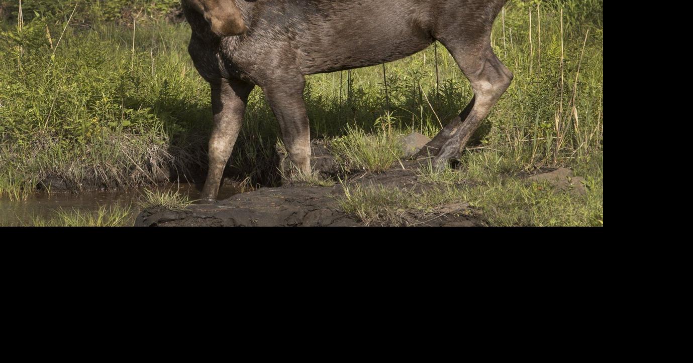 'Dooming the moose': Manitoba Cree chief calls for voluntary stop to hunting
