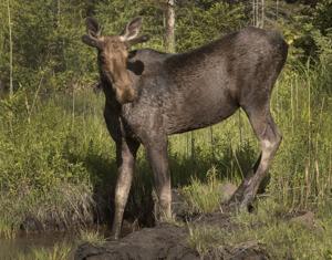 'Dooming the moose': Manitoba Cree chief calls for voluntary stop to hunting