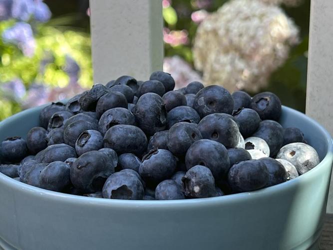 A sweet, native and nutritious snack from the garden? Look no further than blueberries