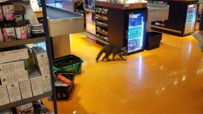 raccoon_in_loblaws_1