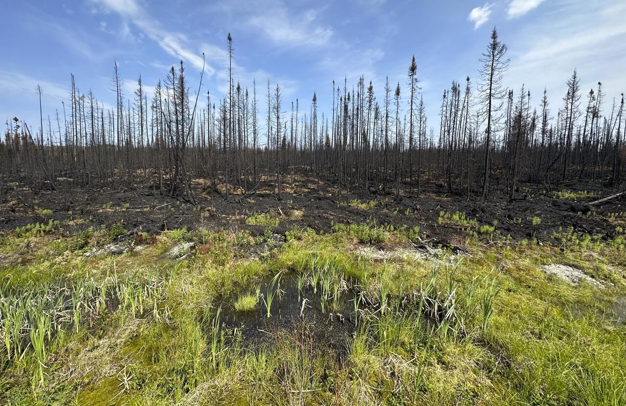 Quebec Man Who Blamed Wildfires On Government Pleads Guilty To Setting ...