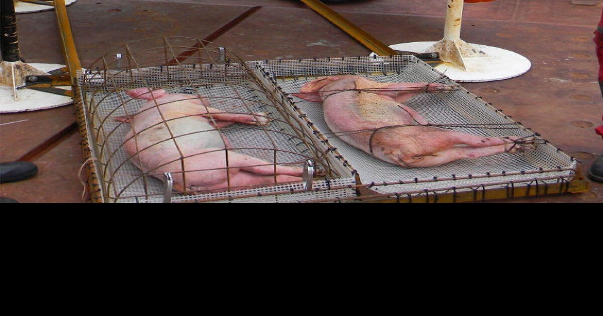 How do humans in the deep sea? Pigs will tell us