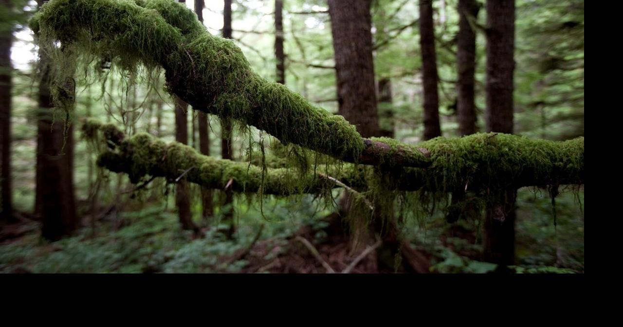 B.C. blockades aimed at protecting old-growth forests reveal First ...